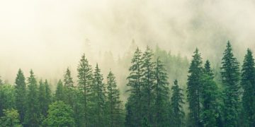 Natürlichkeit pur im eigenen Zuhause – mit Baustoffen und Materialien aus der Natur